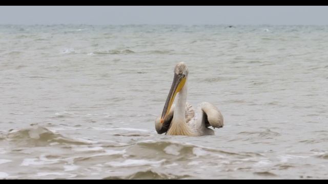 Пеликан и дельфин в Черном море уникальные кадры