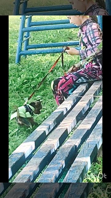 Хороший милый пёсик Топик❤🐶 смотреть онлайн