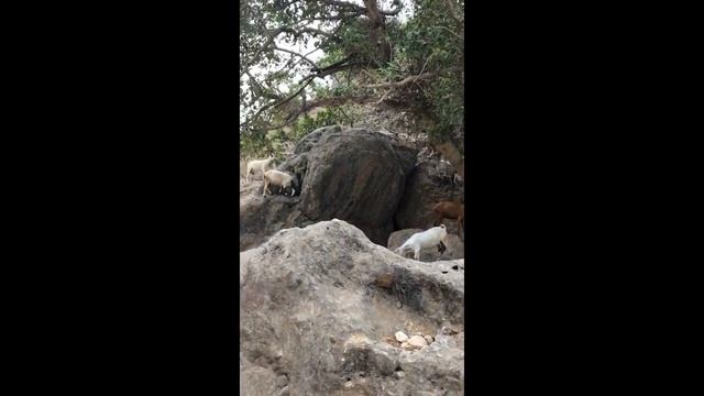 Оман 2019 год