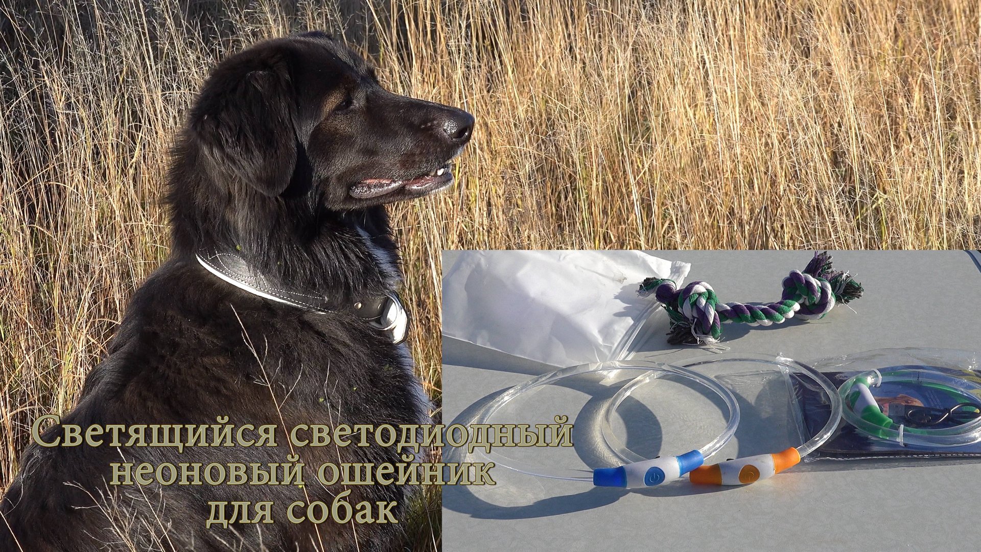 Светящийся светодиодный неоновый ошейник для собак. смотреть онлайн