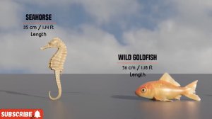 Размеры морских существ