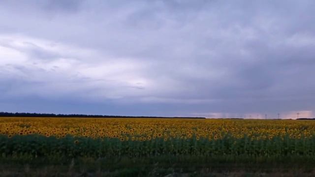 Паскуаль Роч. Хабанера смотреть онлайн
