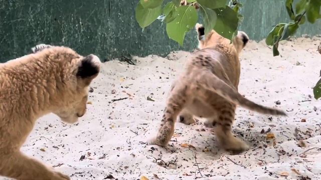 Такое можно увидеть ТОЛЬКО В ПАРКЕ ЛЬВОВ «ТАЙГАН», мы воплотили любимый мультфильм в реальность! смотреть онлайн