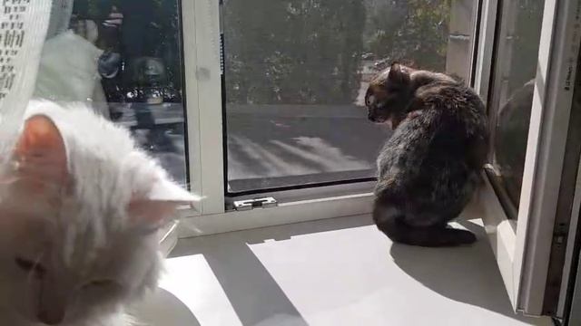 Леся и Сёма - Отбилась всеми лапами смотреть онлайн