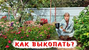 Как выкопать пеларгонию из открытого грунта? Как пересадить пеларгонию в горшок из грунта?