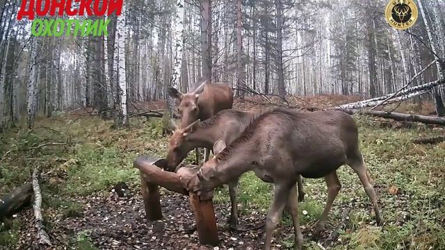 Лоси на солонцах смотреть онлайн