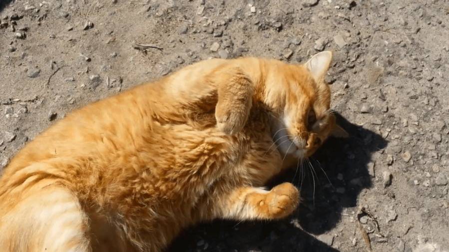 Рыжий кот на отдыхе смотреть онлайн