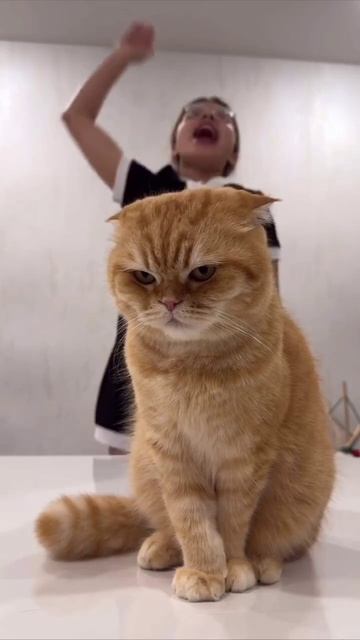 Как одним взглядом показать что твой хозяин идиот

Подписывайся 👉