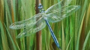 Cтрекоза