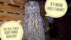 Планы на строительство нового вольера для совы Кофи. Старый Кофин вольер достанется новому филину?