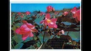 лотос, ремез