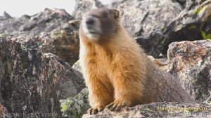 #Коран#АльАнам#СамыеКрасивыеМеста#Relaxation##Islam#Quran#AlAnam#Minshawiy #4кВидео#7часть#