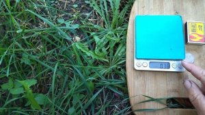 Гф ВЗЛЕТ селекции Калугина В. М с огромными грозьдями и крупной ягодой.