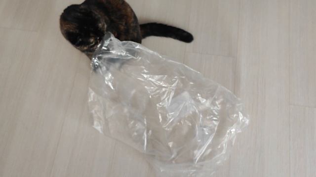 любимое трио🐱🐱🐱 смотреть онлайн