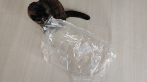 любимое трио🐱🐱🐱