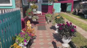 Осень нас балует! Готовлю Фуксию к зимовке.