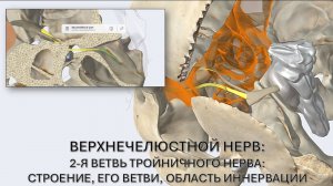 2-я ветвь тройничного нерва - верхнечелюстной нерв