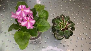 Ногохвостки (подуры) на фиалке. Опасны ли?