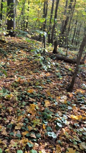 Поехал я значит за грибами часть 2 смотреть онлайн