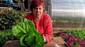 Как сохранить урожай Пекинской Капусты до весны!!