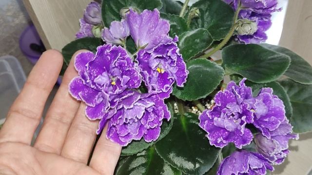 Фиалочный обзорчик 💖 смотреть онлайн