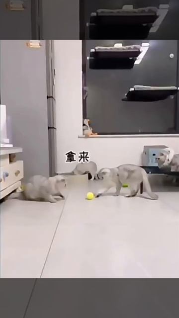 шарик интерактивный для кошек