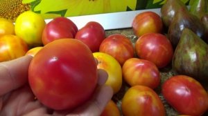 Томаты - новинки 2025 года. Томат Апельсиновое Манго (Софии Сааковой) получился у меня самым сладким