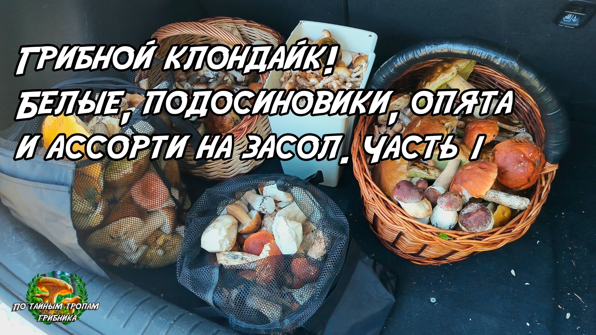 Грибной клондайк! Белые, подосиновики, опята и ассорти на засол. Часть первая 05.09.25 смотреть онлайн