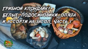 Грибной клондайк! Белые, подосиновики, опята и ассорти на засол. Часть первая 05.09.25
