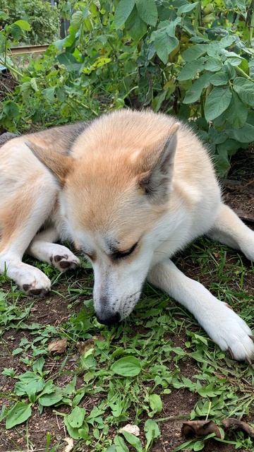 Вкусный огурчик…#хаски #щенок #собака #домашниеживотные #БрюликиЛиска #dog смотреть онлайн