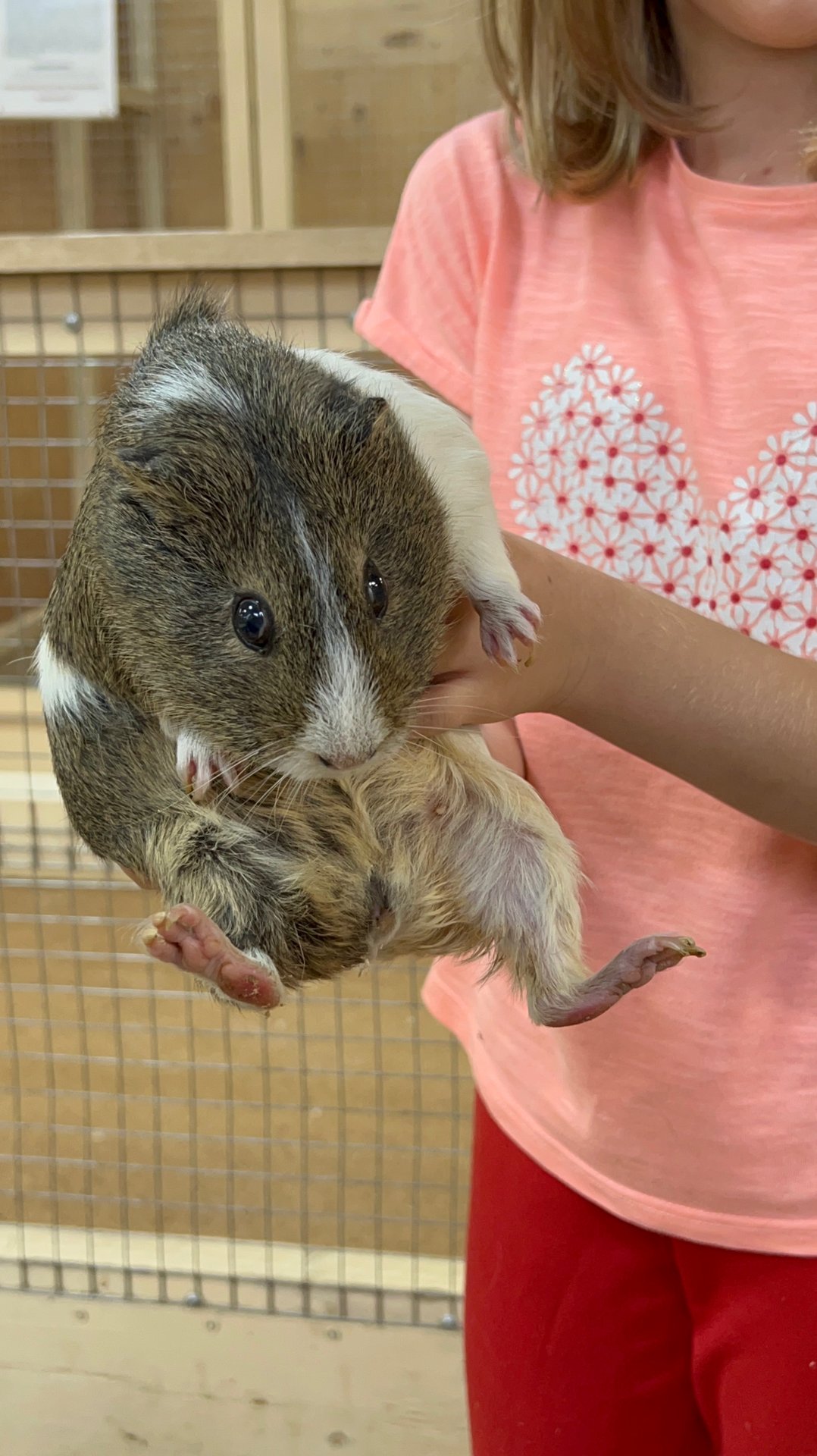 Страна Енотия - лучший контактный зоопарк в Москве смотреть онлайн