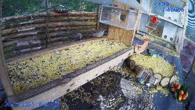 🔴24/7 Кормушка в лесу онлайн "Кафе Лесное" #Relaxing #природа #звуки леса #сентябрь смотреть онлайн