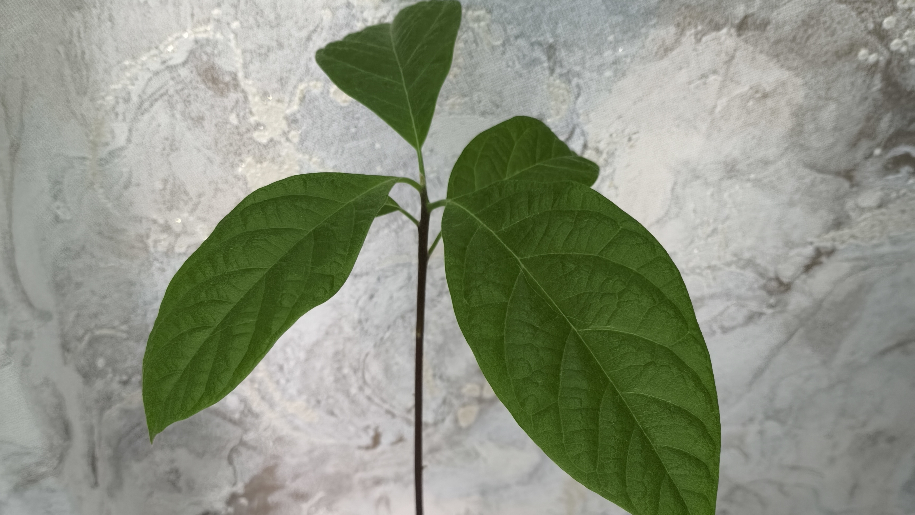 Авокадо 🥑 дерево вырастила 🌱!!! смотреть онлайн