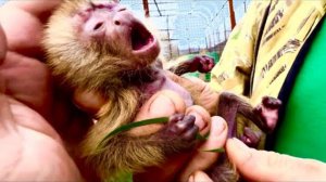 ЖИВИ, Финик, ЖИВИ! Мне страшно брать в руки этого ИЗБИТОГО МАЛЫША, но эти глаза…