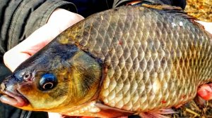 ЖОР КРУПНОГО КАРАСЯ В СЕНТЯБРЕ НА ДОНКИ! ЛОВЛЯ КАРАСЯ НА САМОДЕЛЬНЫЕ СНАСТИ. ТРОФЕЙНАЯ РЫБАЛКА 2025.