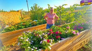 Высокие грядки стали красивыми грядками! Жалеем ли о том, что сделали высокие грядки?