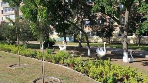 Лебеди на прогулке