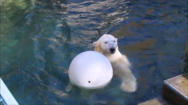 Кай играет с белым шаром 17.09.2025 смотреть онлайн