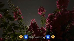 ✨Красивая мелодия ✨