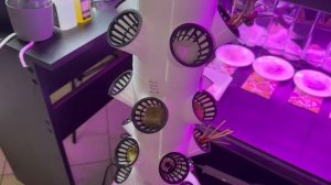 Вертикальная гидропонная установка - первые посадки.