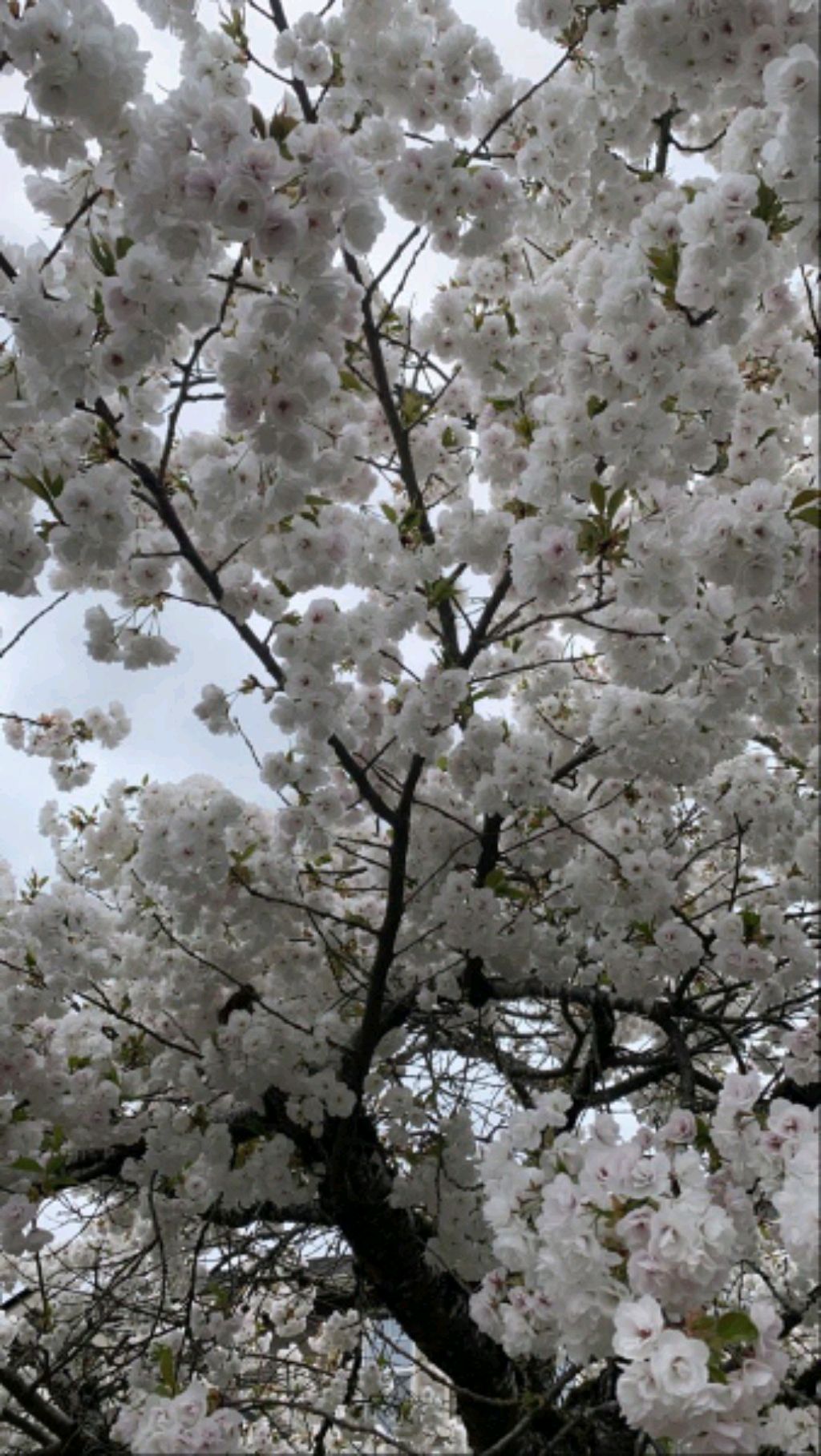 ✨🍀дашка🍀✨