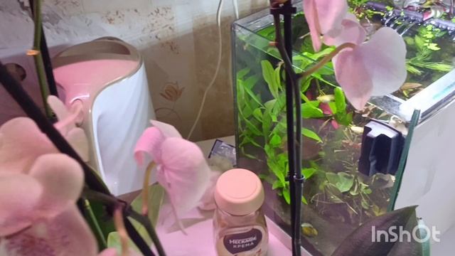 Девочки хочу похвастаться своими новинками! Сразу же пересадила в лесной мох! Будем вместе наблюдать смотреть онлайн