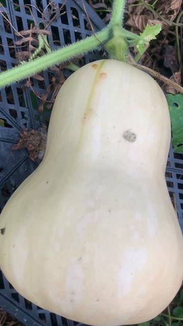 Моя  тыква 🎃 гитара,  я вырастила на огороде