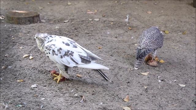 Балобан и степной орёл 17.09.2025 смотреть онлайн