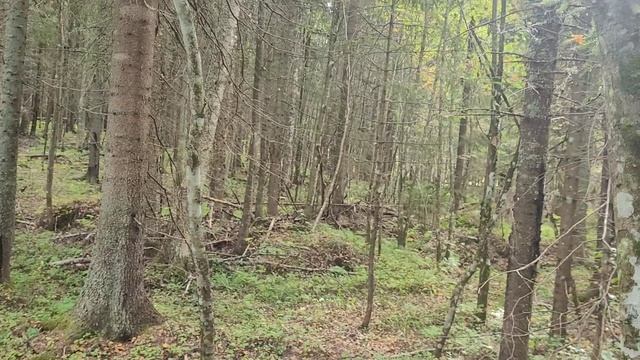 Море грибов и клюква 2025год