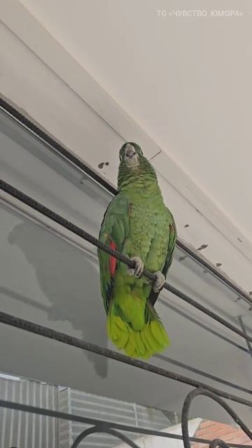 После каникул у бабушки 😔 смотреть онлайн