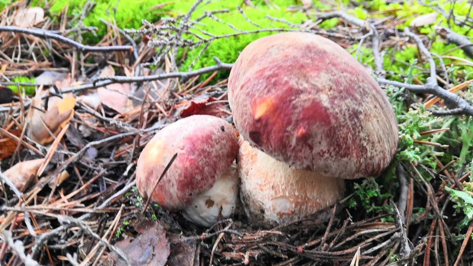 Грибное место с боровыми белыми грибами. Легко и просто ищем лесные шедевры смотреть онлайн