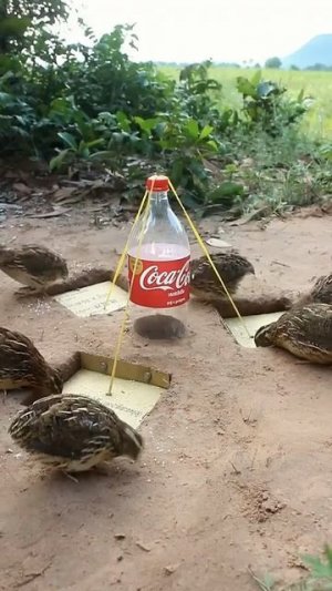 Как сделать ловушку для птиц.