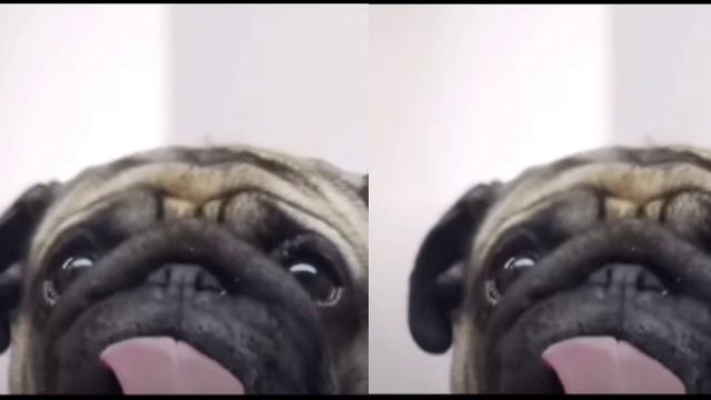 мопсы лижут экран смотреть онлайн