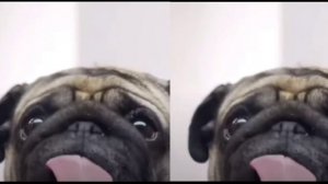 мопсы лижут экран